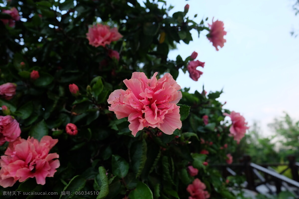 粉色 杜鹃花 粉色花朵 粉花 花朵 鲜花