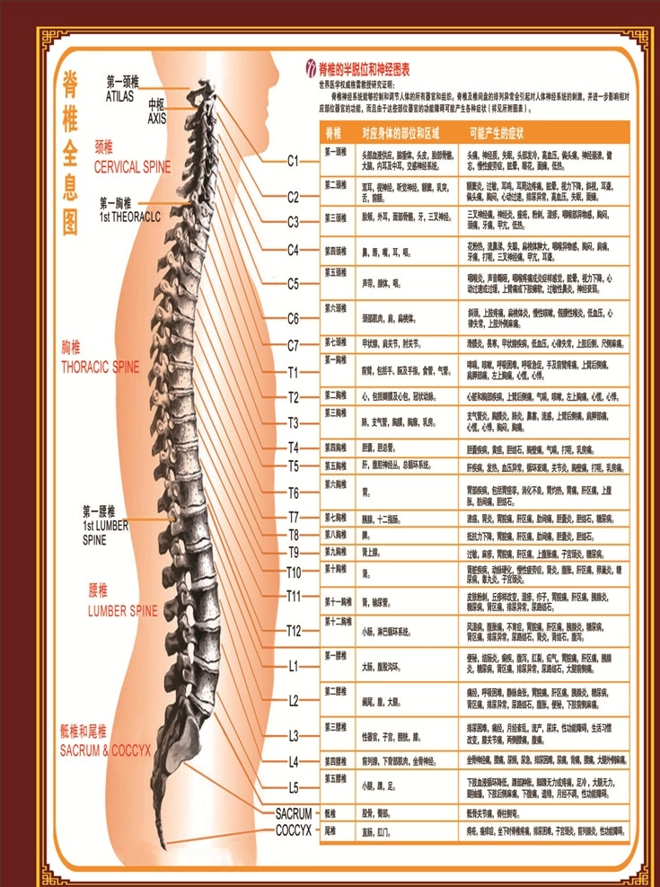 脊柱图 海报 腰椎 胸椎 尾椎 神经图标