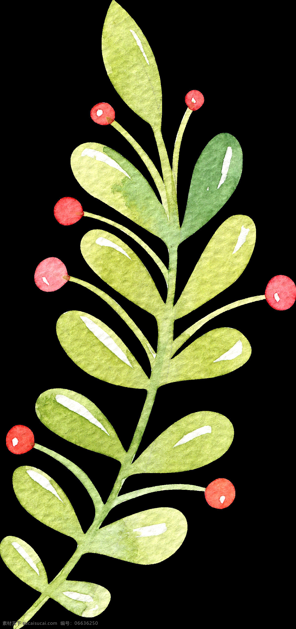 手绘 串 长 果子 叶子 透明 逼真 红色 绿色 免扣素材 水彩 透明素材 渲染 野果 装饰图案