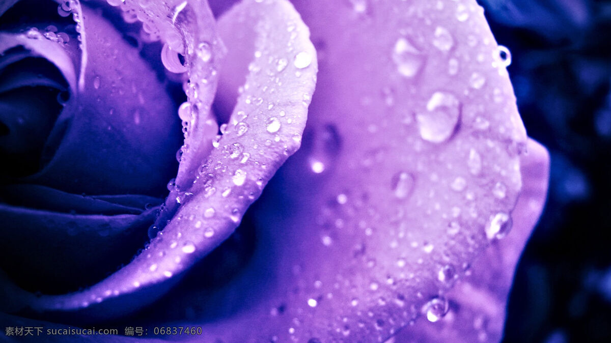 唯美 紫色 玫瑰 花朵 玫瑰花 唯美花朵 紫色花朵 露水玫瑰