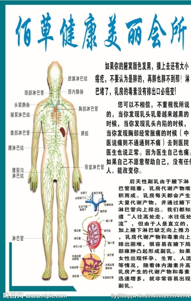 淋巴系统 养生 淋巴管 淋巴结 广告设计模板 源文件