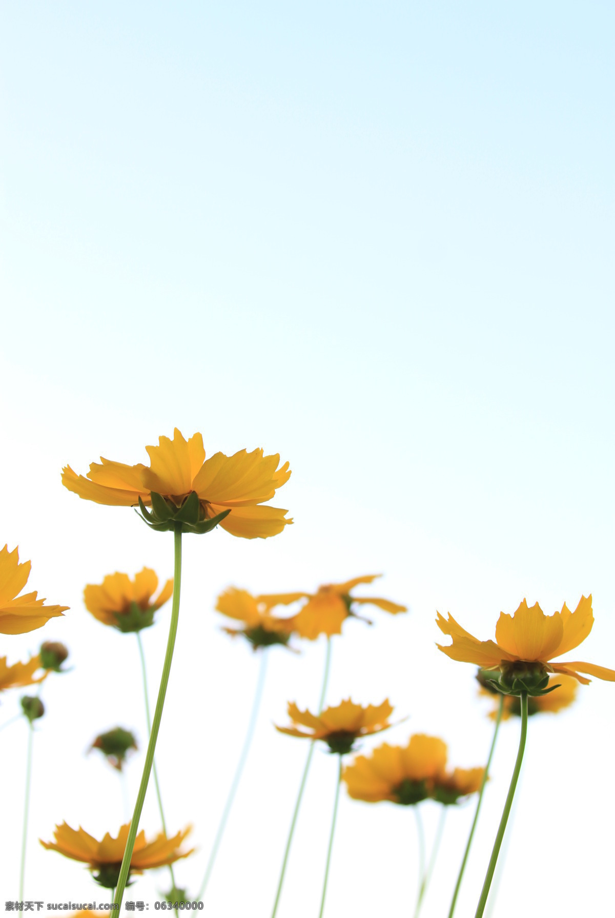 花 野花 矢车菊 黄花 黄色 绿色 天空 欣欣向荣 自然摄影 花卉拍摄 高清 生物世界 花草