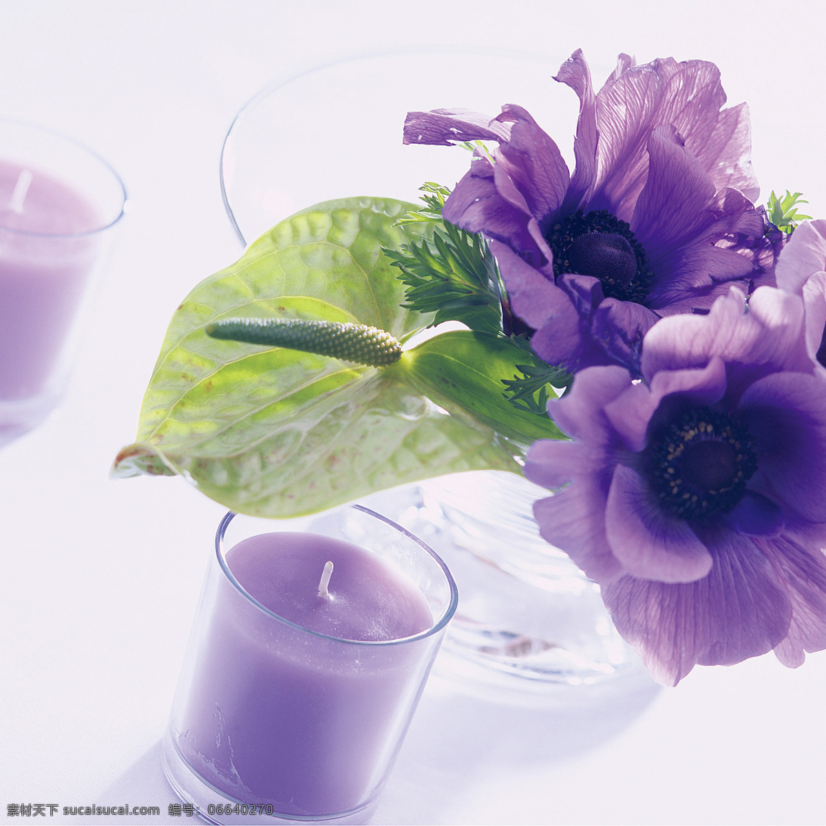 花卉 杯子 叶子 花 背景 墙纸 专辑 生物世界 花草