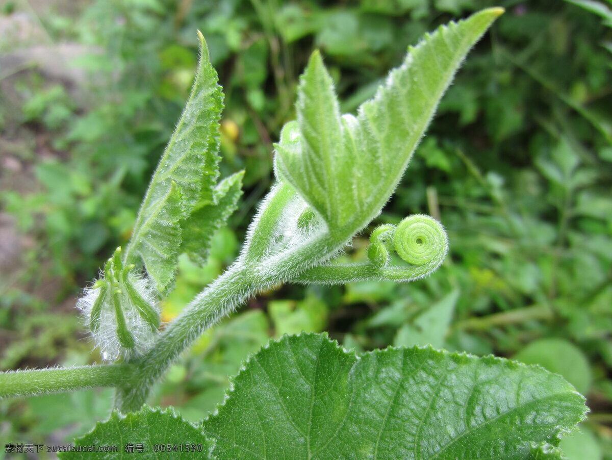 南瓜藤 南瓜藤幼芽 绿色植物 植物特写 蔬菜 生物世界