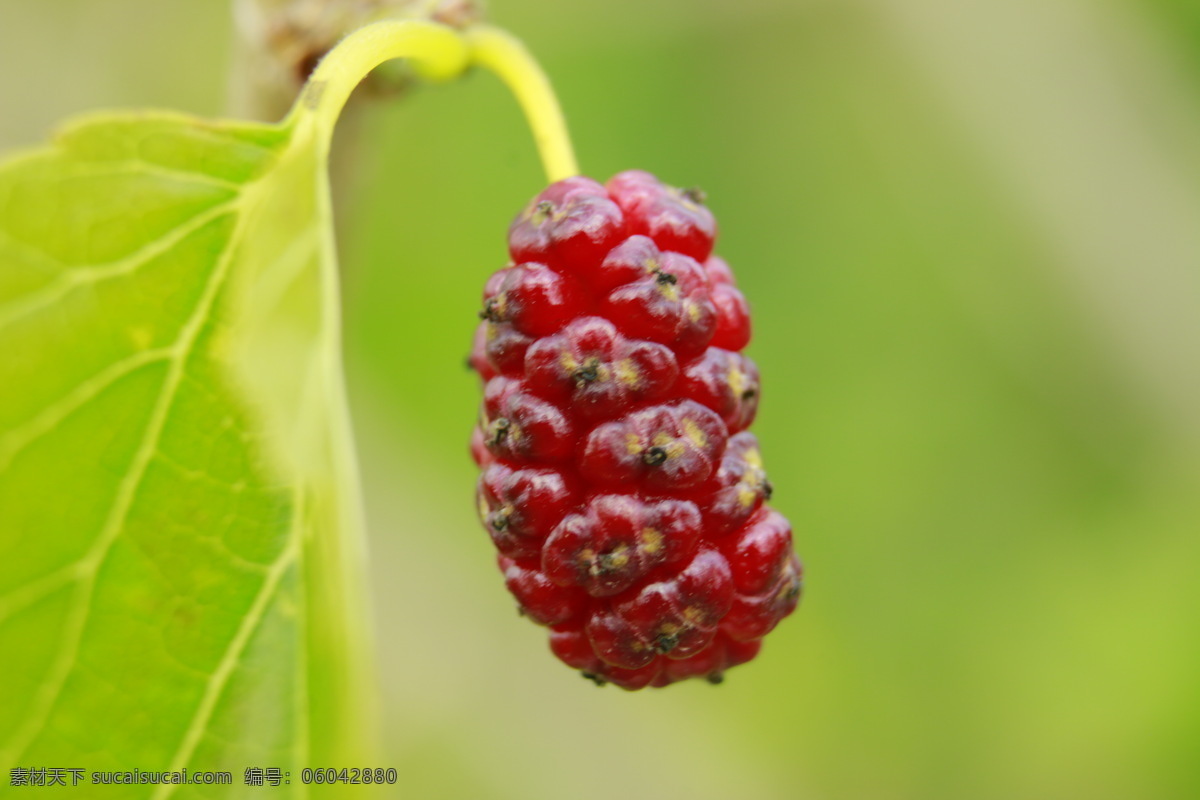 桑仁 桑果 红色果实 微拍果实 自然 植物 生物世界 水果