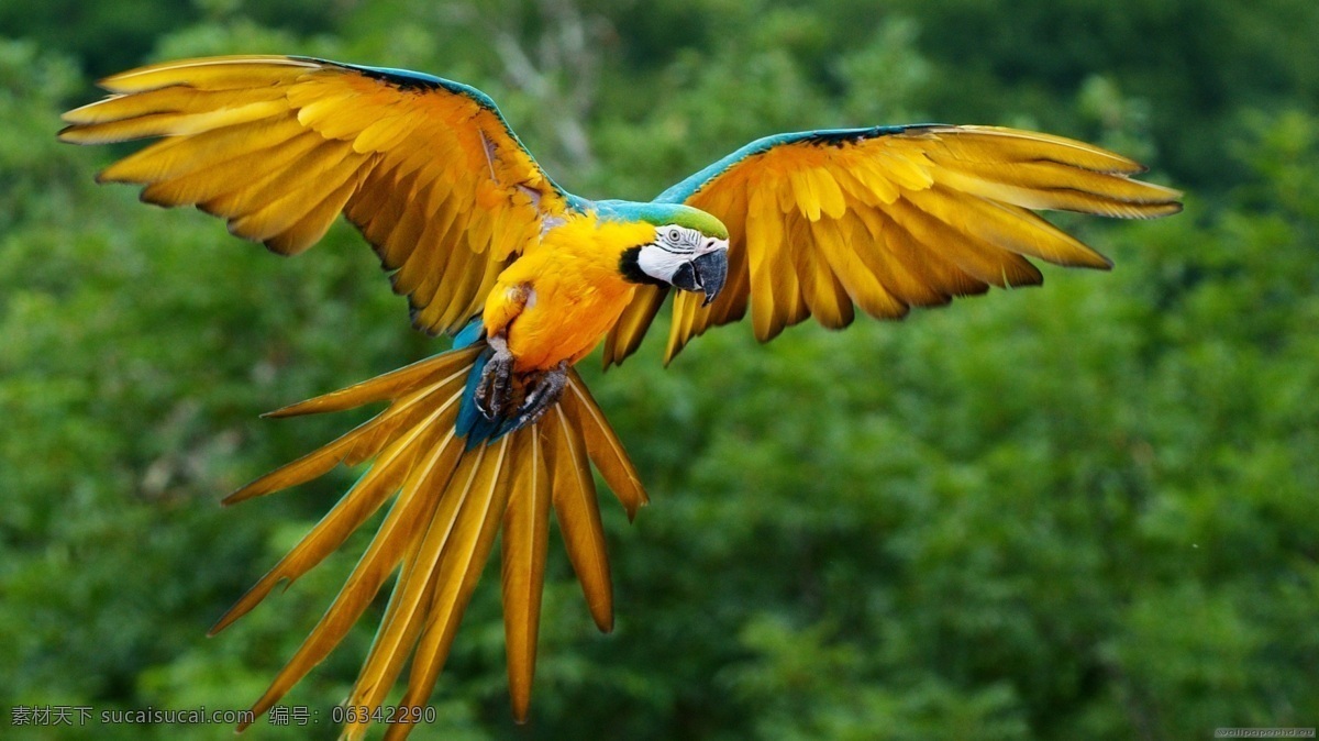 高清素材背景 鹦鹉免费下载 翱翔 飞翔 绿色 鹦鹉 植物 黄蓝色 生物世界