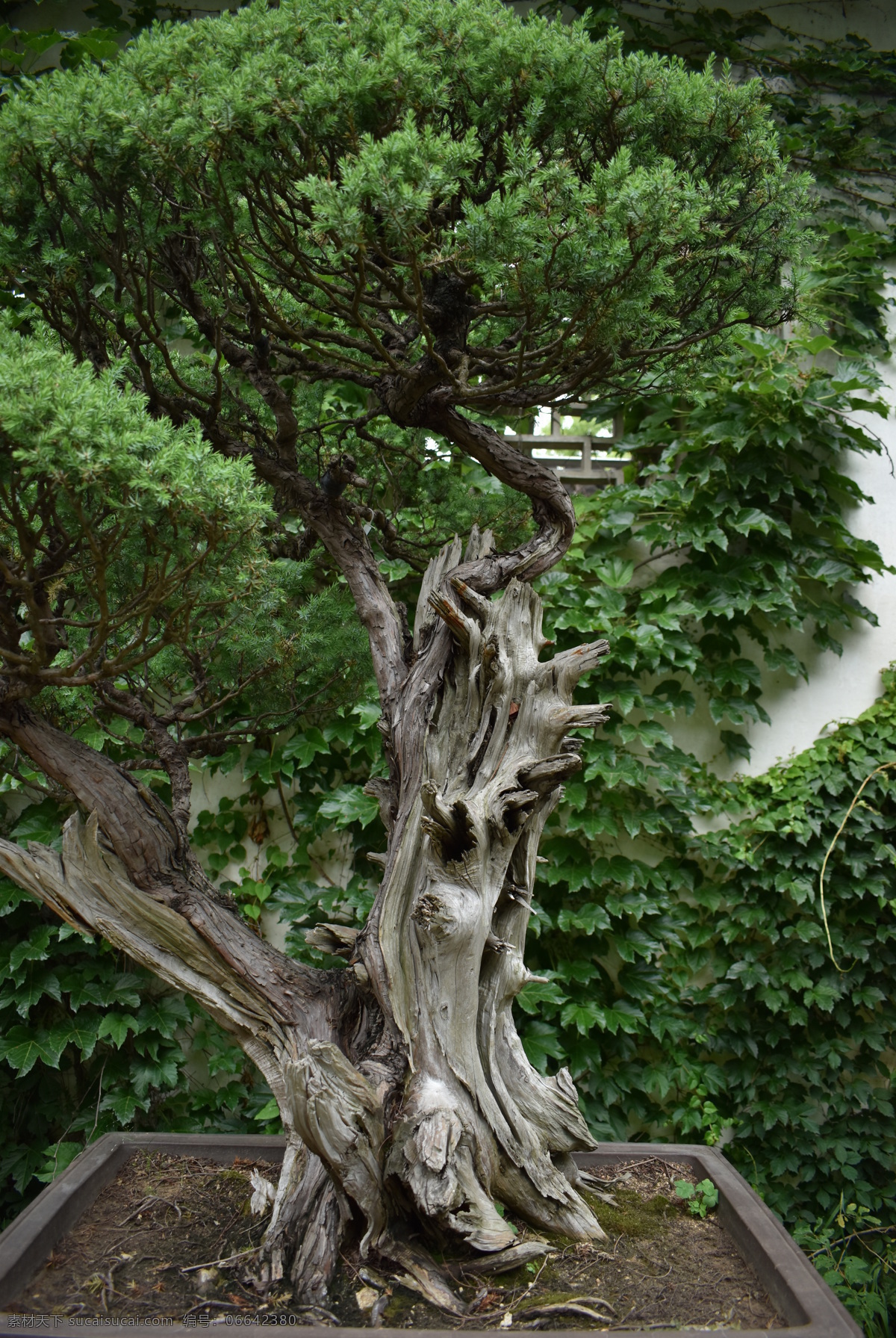 松树 老树干 枯木树干 松树盆景 生物世界 花草