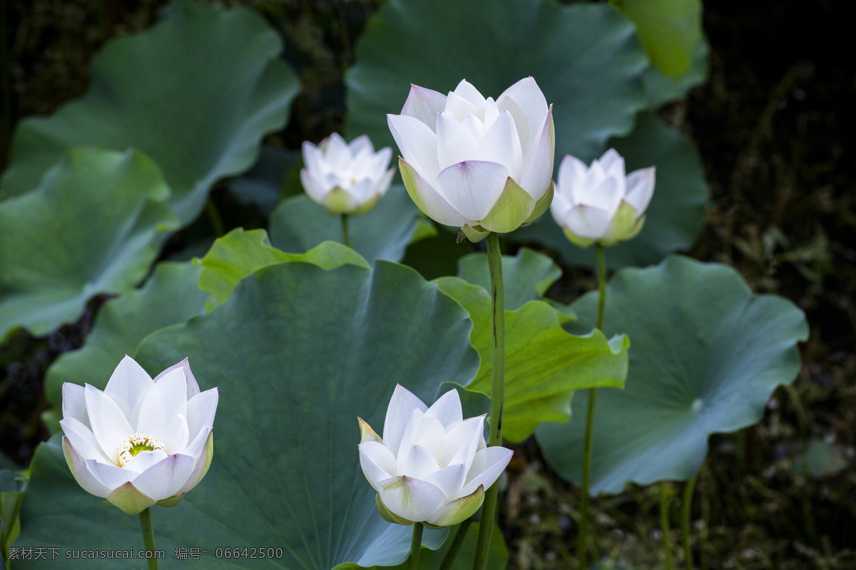 白莲图片 荷花 荷叶 荷花池 莲花 水芙蓉 藕花 芙蕖 泽芝 荷塘 白莲花 生物世界 花草