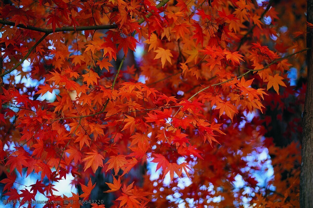 秋季 风景图片 秋天 金风起处 枝出浅黄 枫林尽染 硕果满园 山明水净 夜阑来霜 如歌如画