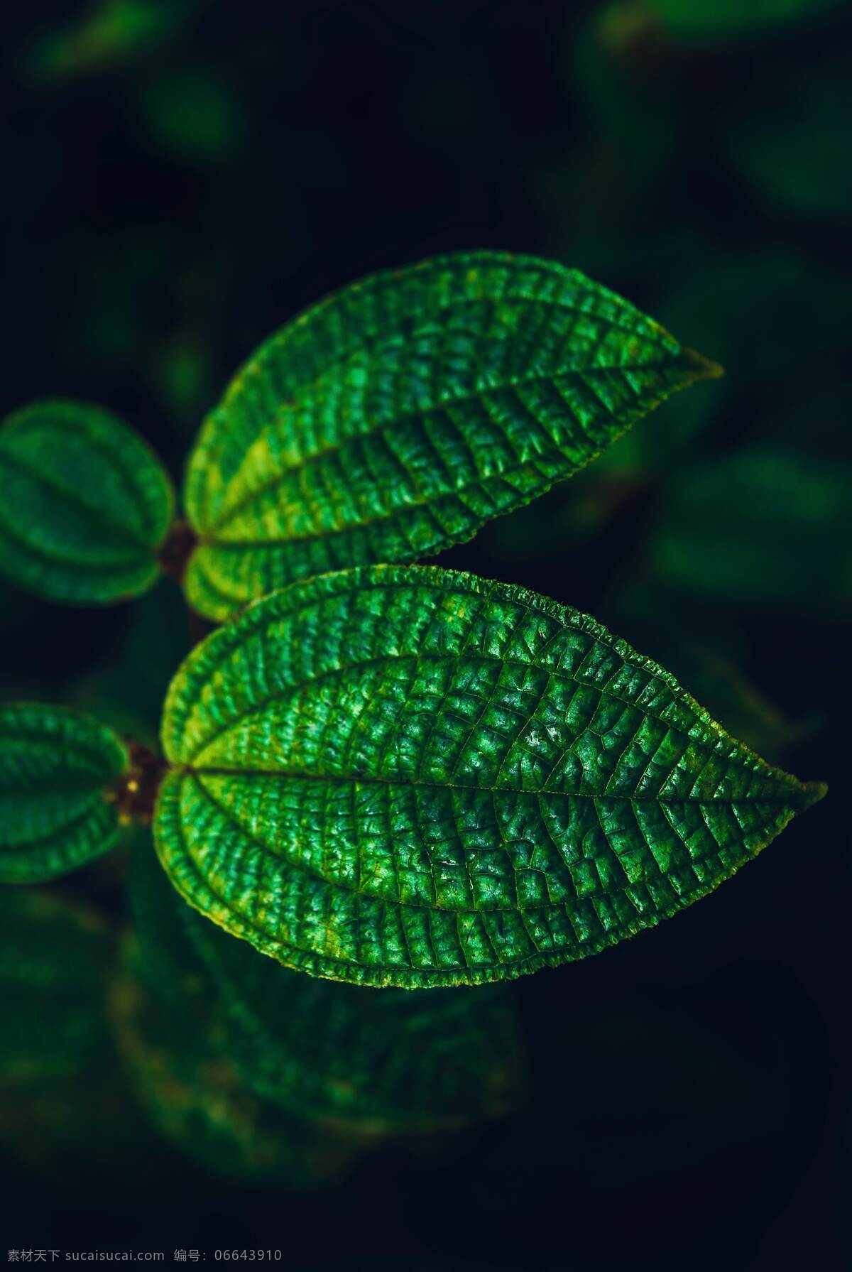 叶子 植物 唯美 电脑壁纸 手机屏保 背景 纹理 肌理 生物世界 树木树叶 树叶 落叶 树木植物