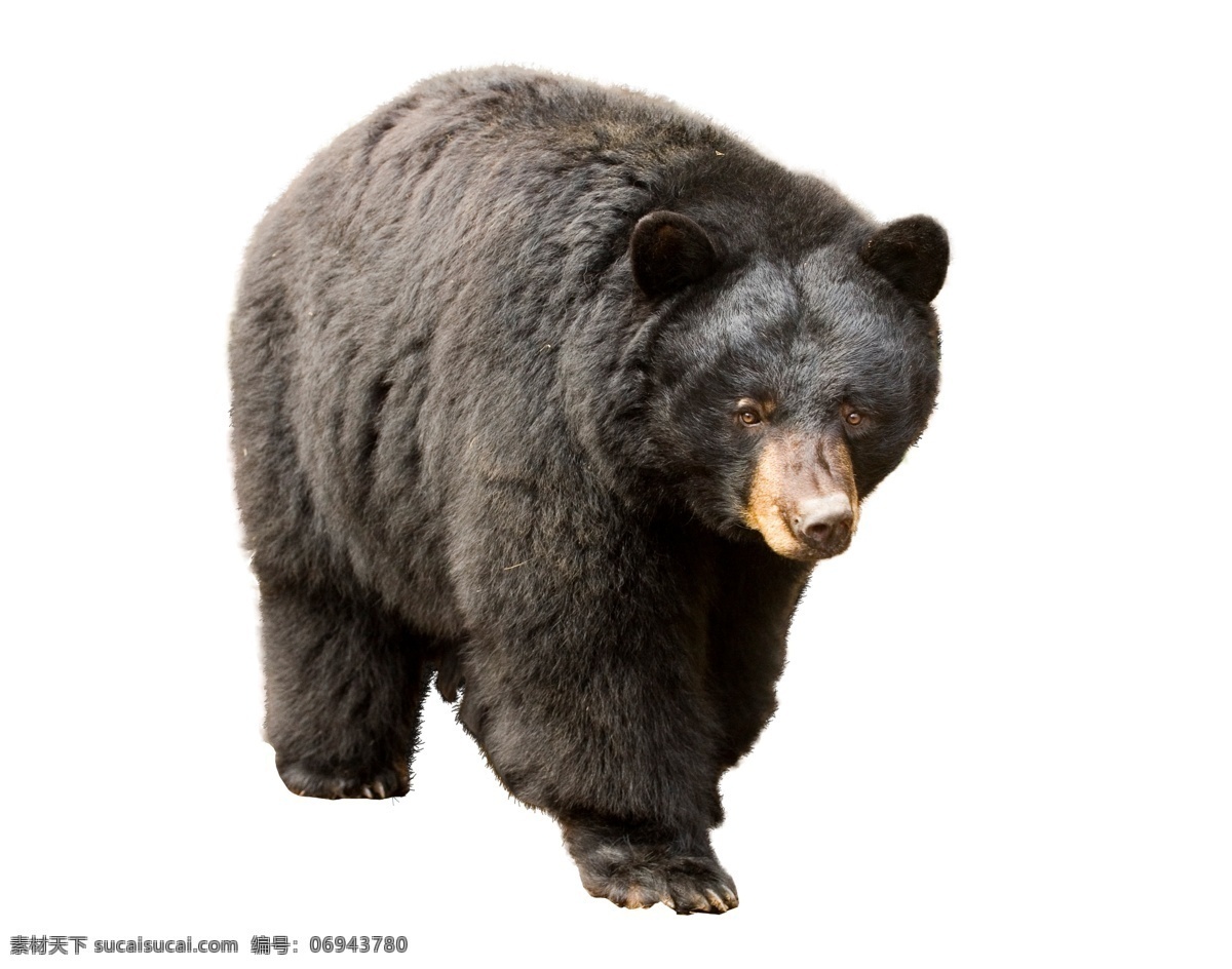 熊图片 熊 元素免扣 贪吃熊 平面设计 动物 野生 动物园 野生动物 哺乳动物 生物世界
