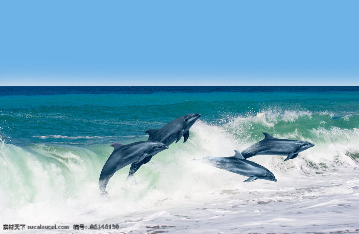大海 里 海豚 海水 海景 海洋 海浪