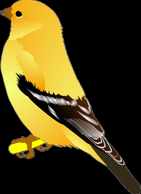 可爱 懵懂 黄色 小鸟 装饰 元素 黑色尾巴 黄色小鸟 可爱小鸟 装饰元素