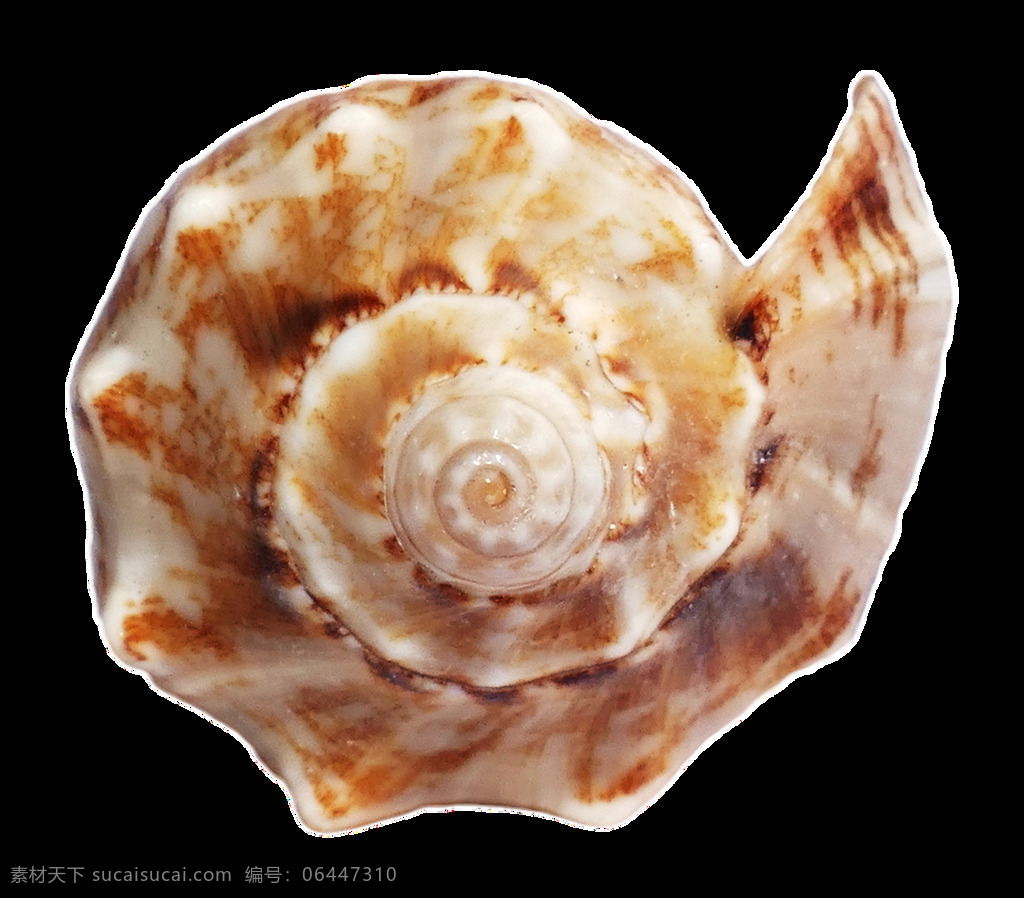 旋 窝 图案 海螺 免 抠 透明 各种 海螺摄影 海洋动物图片 海边贝壳 海螺设计素材 沙滩海螺 贝壳海螺 海螺广告图片 扇贝图片