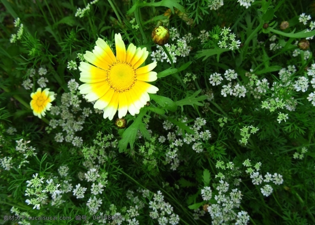 香菜花 茼蒿花 香菜花小百花 小绿叶 白花 绿叶 明溪新寨 茅草街 沅陵 明溪 酉水 酉水河 花和物 生物世界 花草