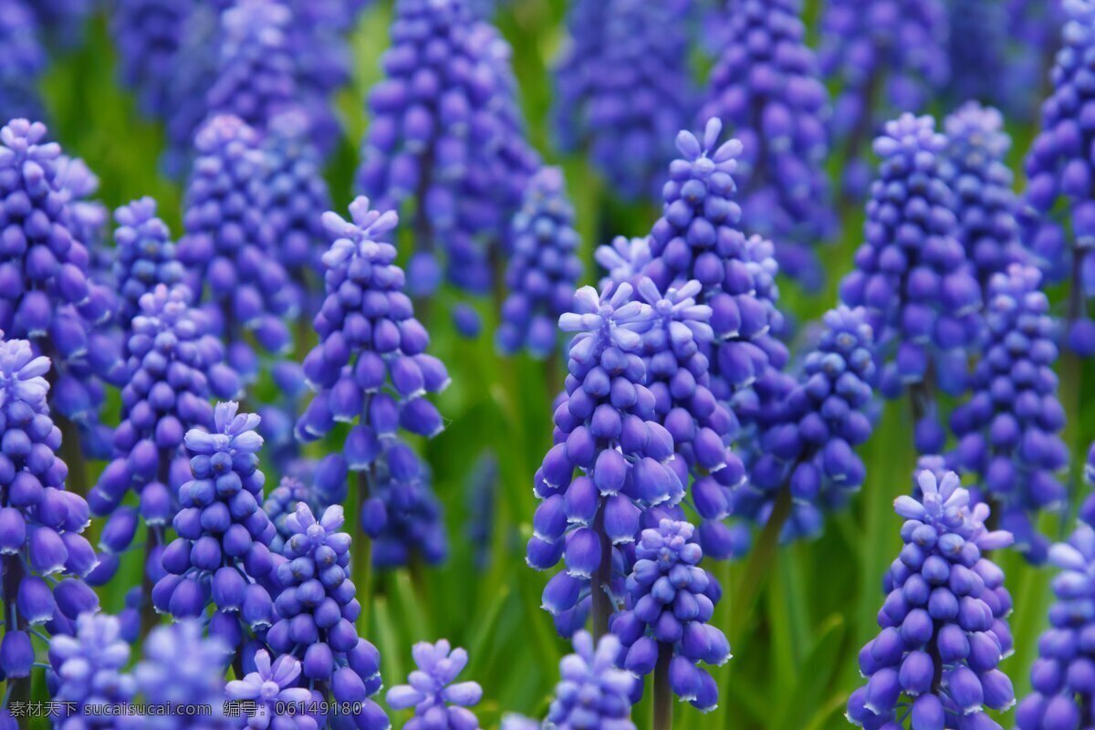 风信子 紫色风信子 粉色风信子 植物 植物园 蓝色风信子 花朵 花草 树木 生物世界