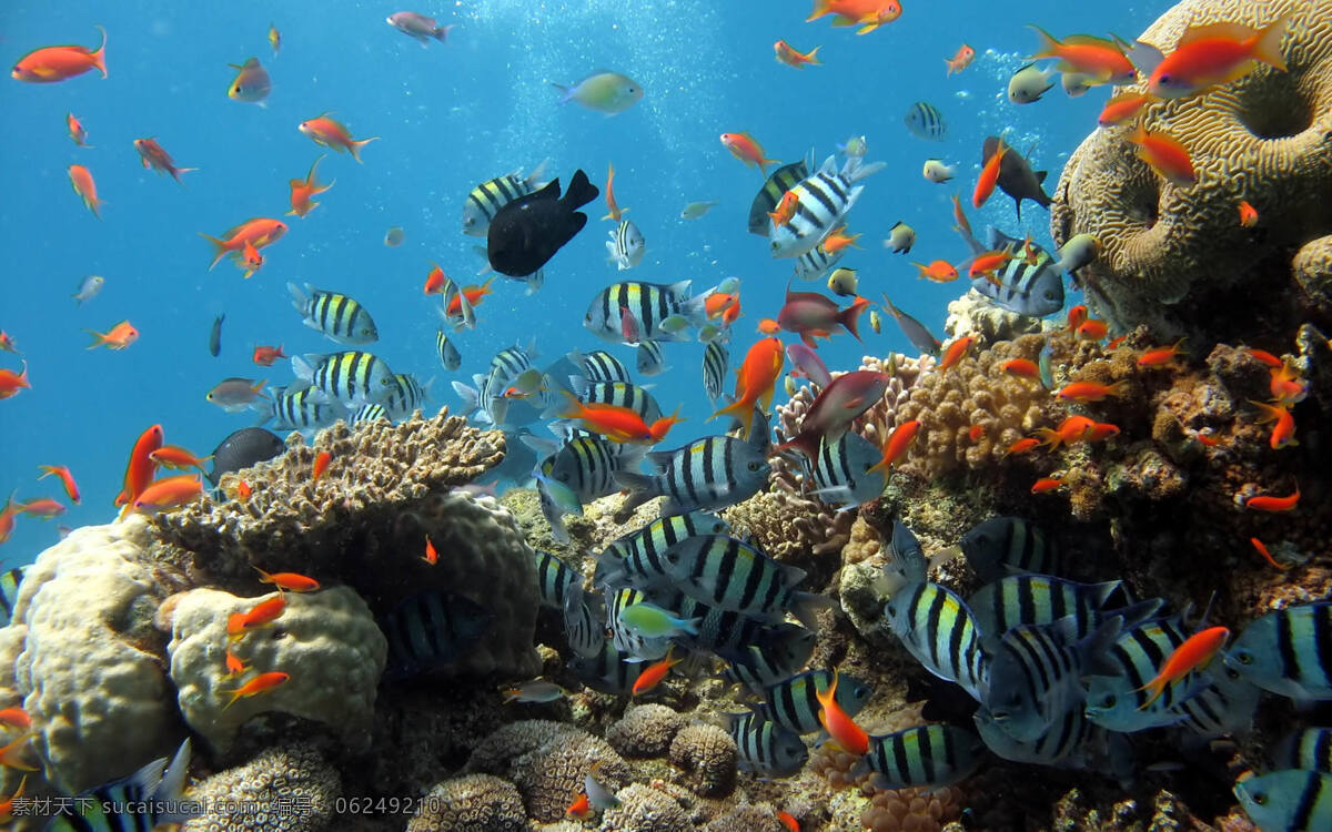 海底世界 鱼 海水 色彩斑斓 礁石 珊瑚 动物 生物世界 海洋生物
