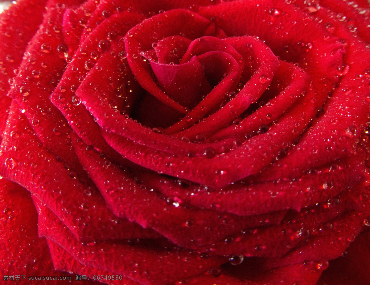 红色玫瑰 玫瑰 湿 花 雨 盛开 水 红色 唯美图片 唯美壁纸 壁纸图片 桌面壁纸 壁纸 背景素材 手机壁纸 创意 生物世界 花草