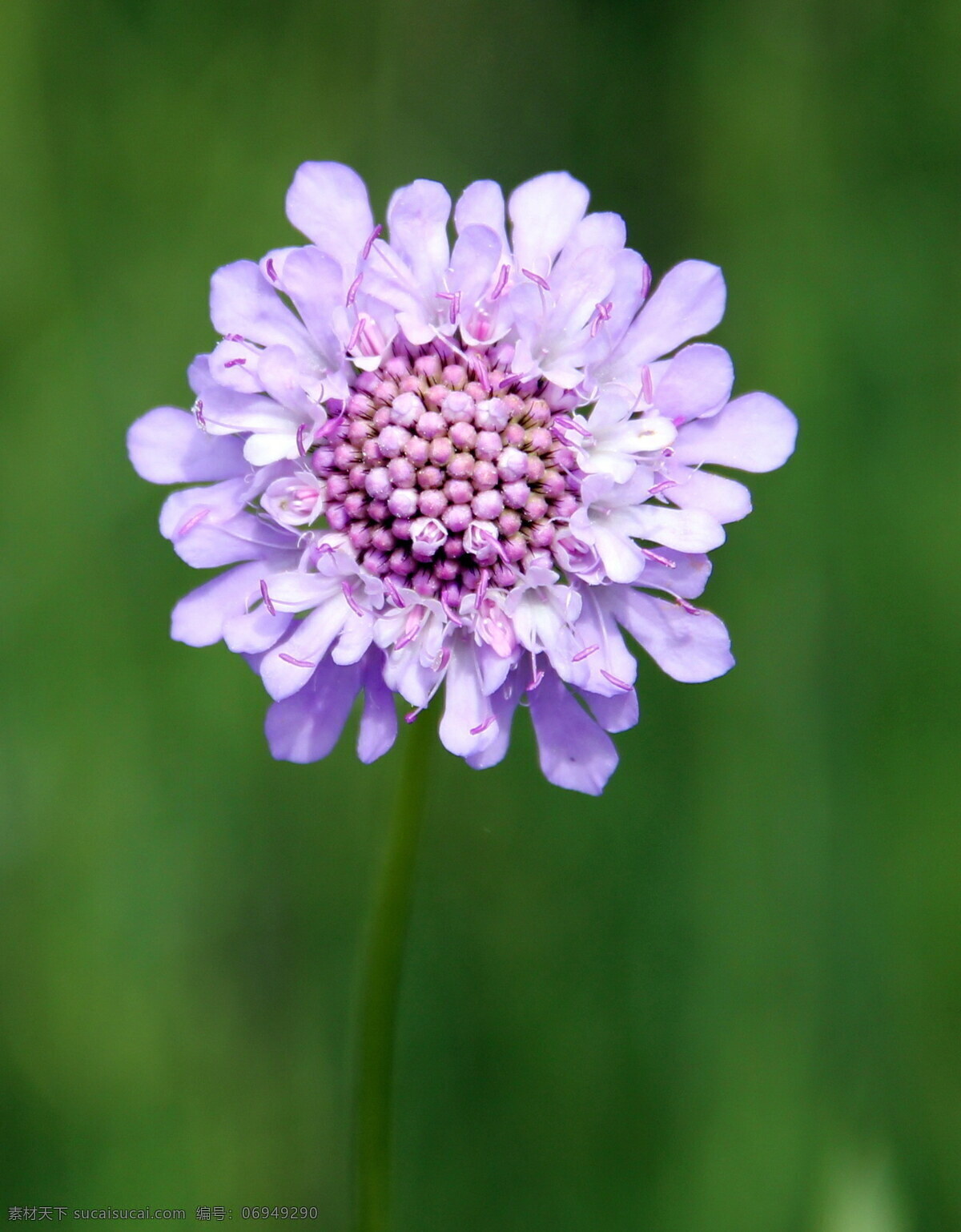 蓝盆花高清 紫色蓝盆花 紫色花朵 蓝盆花 紫花 轮锋菊 松虫草