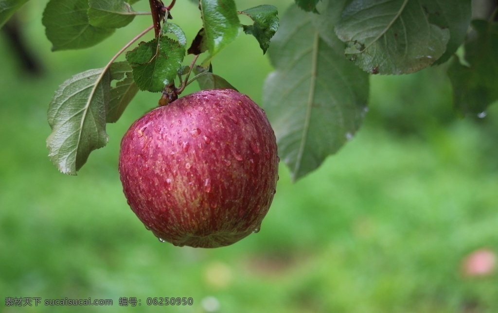 红富士 红苹果 夏苹果 丑苹果 嘎啦苹果 新鲜苹果 烟台苹果 富士苹果 水晶红富士 果园 叶鑫