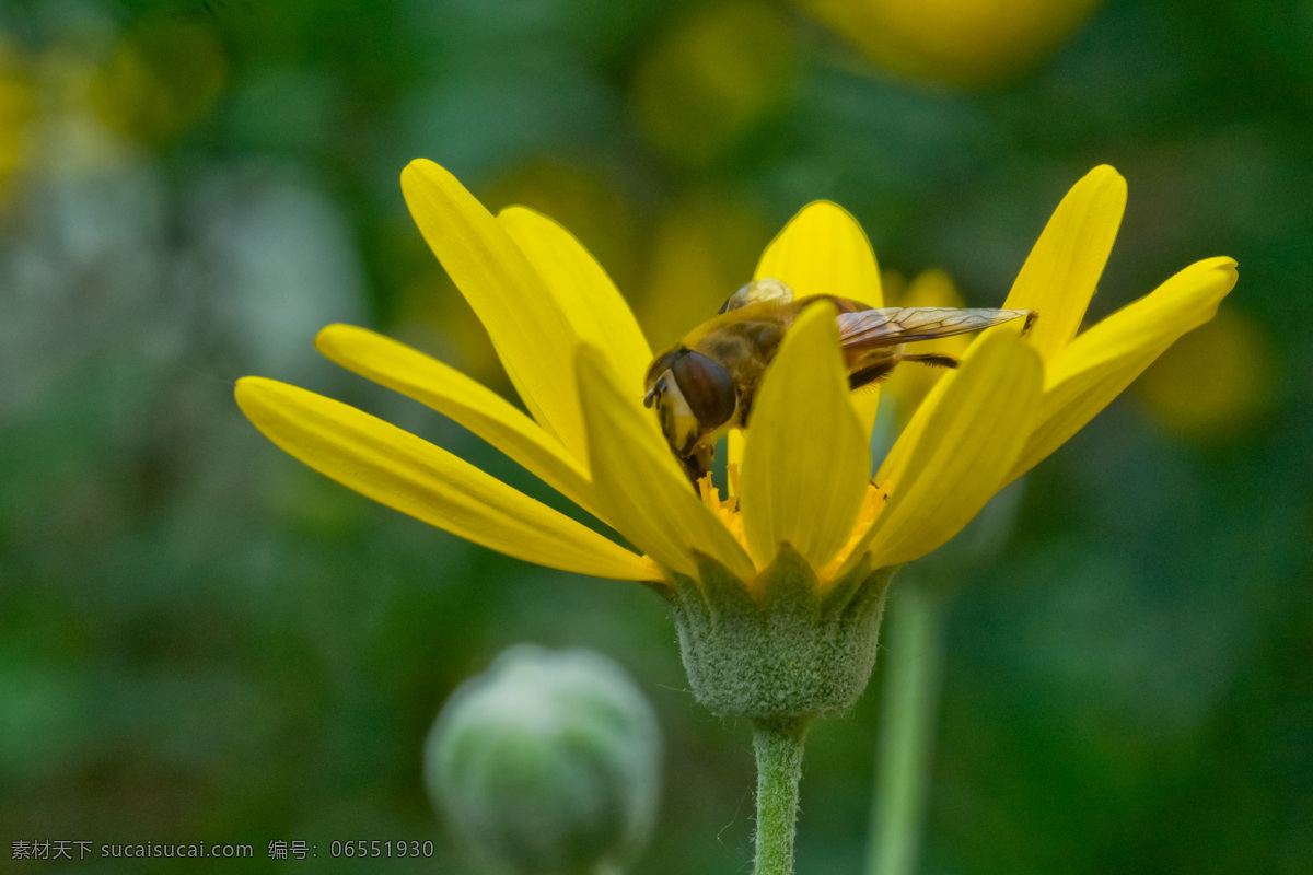 野 菊花 北京 花草 黄色 蜜蜂 生物世界 野菊花 植物园 昆虫