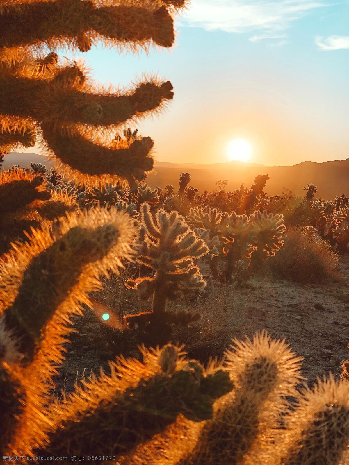 沙漠仙人掌 仙人掌 沙漠 仙人掌沙漠 沙漠植物 夕阳 沙漠夕阳 太阳下山 自然景观 自然风景
