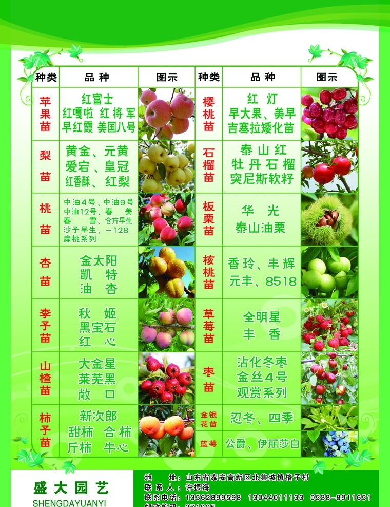 果树苗单页 单页反面 单页 果树苗 果树图片 水果 果实 苹果 梨 桃 杏 李子 山楂 柿子 樱桃 石榴 板栗 核桃 草莓 枣 蓝莓 金银花 dm宣传单 广告设计模板 源文件