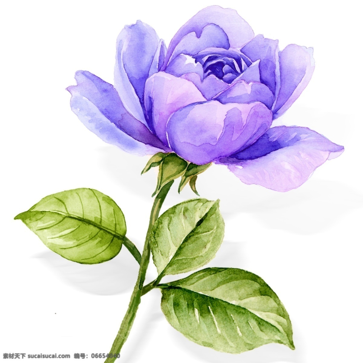 大气 水彩 手绘 蓝紫色 玫瑰 花卉 水彩花 蓝色玫瑰 植物 手绘花卉