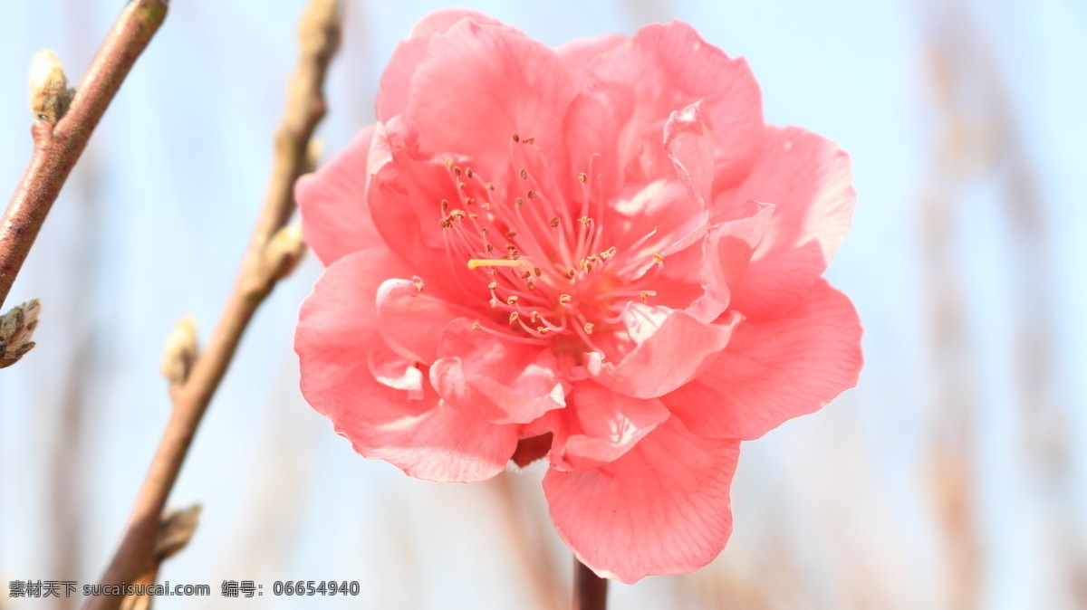 美丽的桃花 桃花 植物 花草 桃红 春天 花园 开花 鲜花 美丽 花朵 花瓣 微距摄影 桃花运 鲜艳 生物世界 粉色