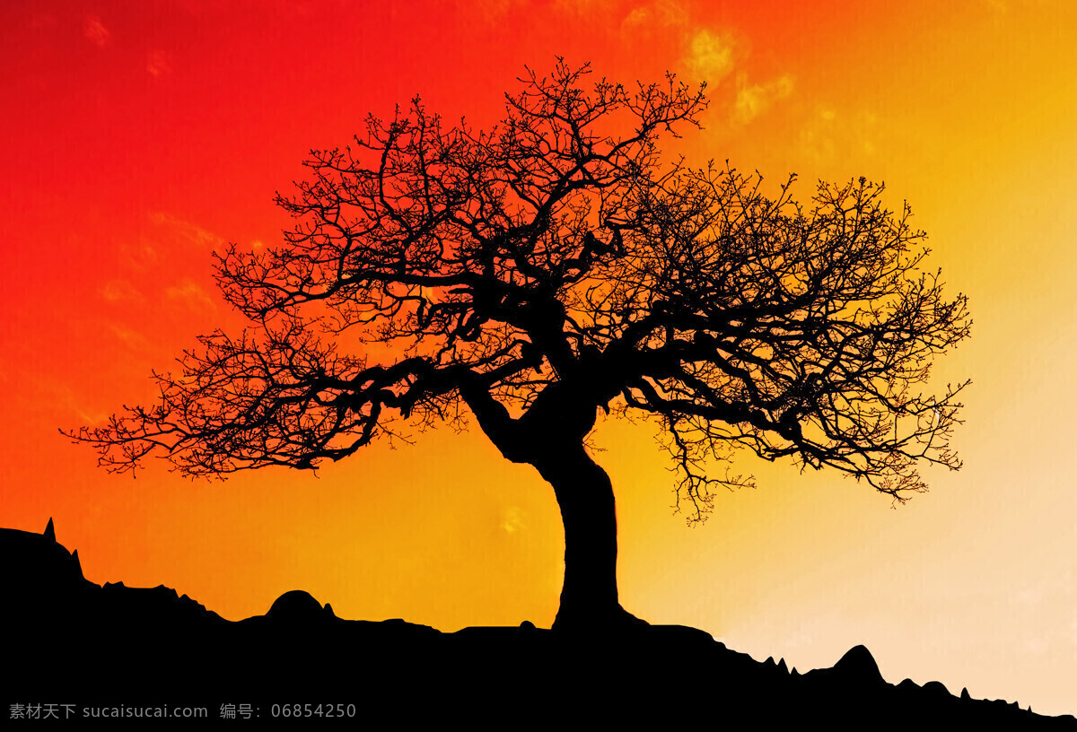 夕阳 下 一棵树 红色 天空 落日 树 草地 野外 山水风景 风景图片