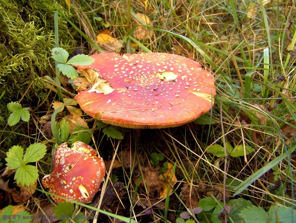 高清晰菌类植物-香菇-蘑菇-红菇