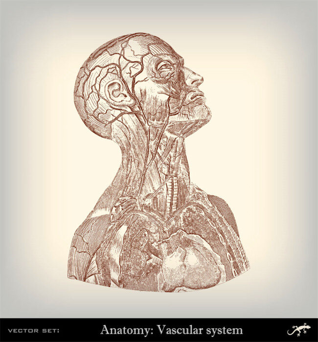 体 血管 素描 人体器官素描 人体器官插画 人体解剖学 人体结构插图 其他人物 矢量人物 矢量素材