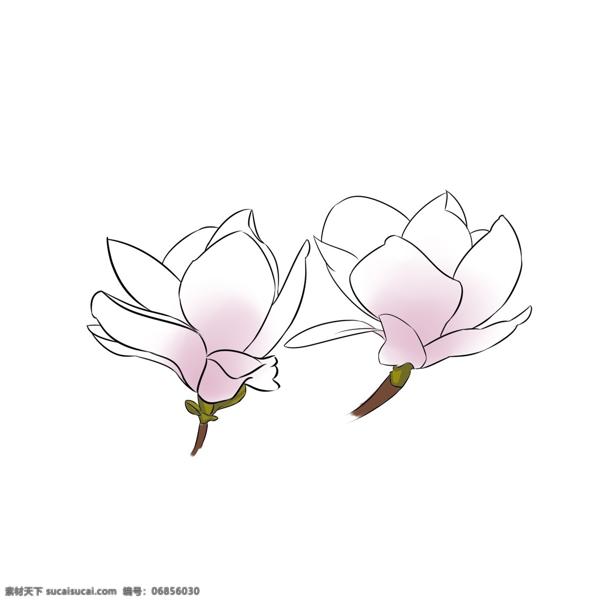 两 朵 漂亮 玉兰花 紫色玉兰花 白色玉兰花 两朵玉兰花 漂亮的玉兰花 插画 玉兰花插图 花