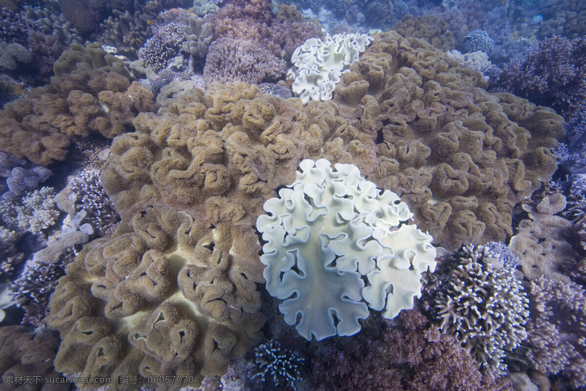 海洋生物 海底摄影 海底世界 海底 海洋 大海 海中生物 自然界 珊瑚 珊瑚礁 大海图片 风景图片