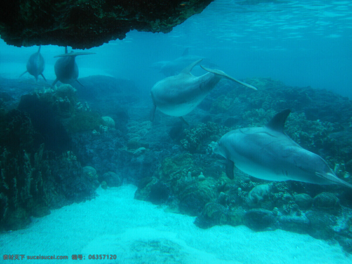 海底世界 海底游泳 海洋 海洋生物 礁石 鲸鱼 潜水 摄影图库 珊蝴礁石 游泳 珊蝴 鱼类 鱼 生物世界