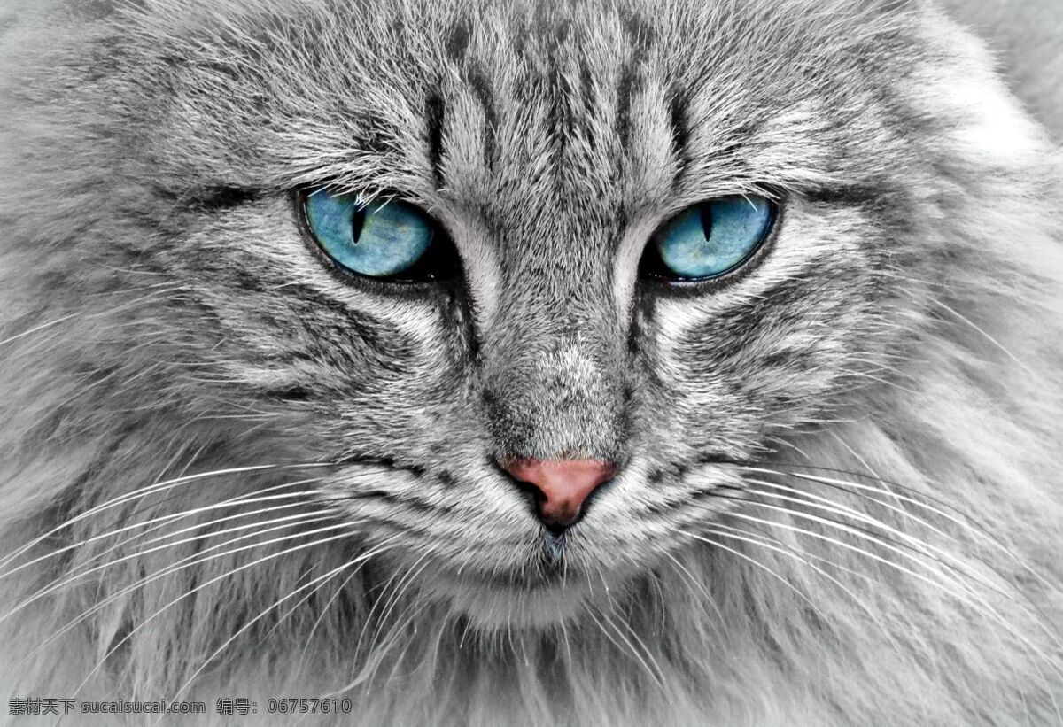 猫 小猫 眼睛 背景 动物 宠物 肖像 漂亮 短毛猫 条纹的虎斑猫 哺乳动物 特写 可爱的 萌 人物图库 人物摄影