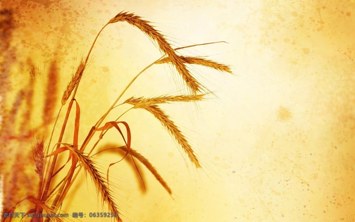 麦田 小麦 麦穗 自然 植物 食品 丰收 金色麦田 金色麦浪 收获 麦地 成熟的小麦 成熟的麦子