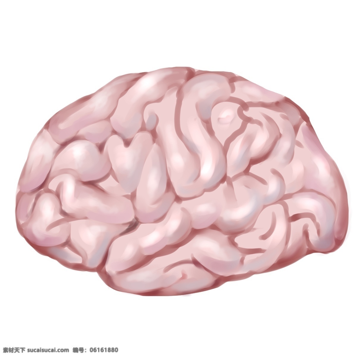 人体 器官 大脑 插画 粉色的大脑 卡通插画 人体器官 身体器官 人体脏器 运作器官 聪明的大脑