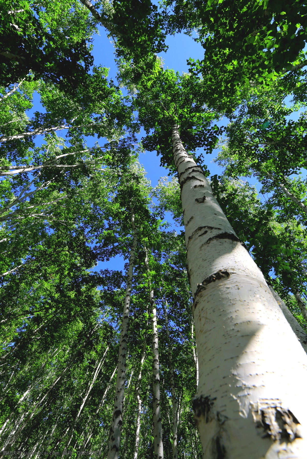白桦林 蓝天 生物世界 树木树叶 白桦树 内蒙古自治区 呼伦贝尔 额尔古纳 psd源文件