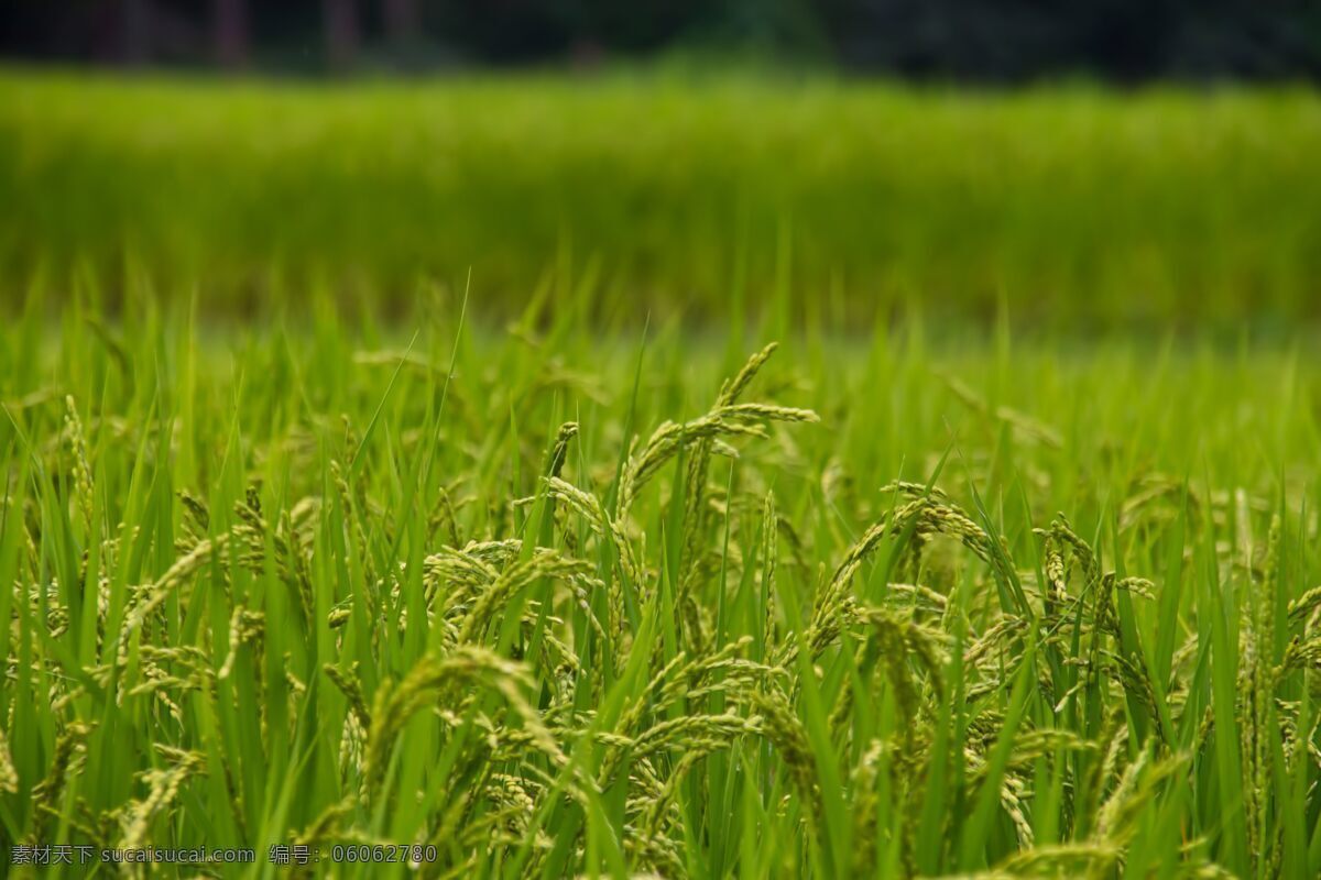 水稻 农田 稻穗 水田 植物绿化 稻米 生物世界 其他生物