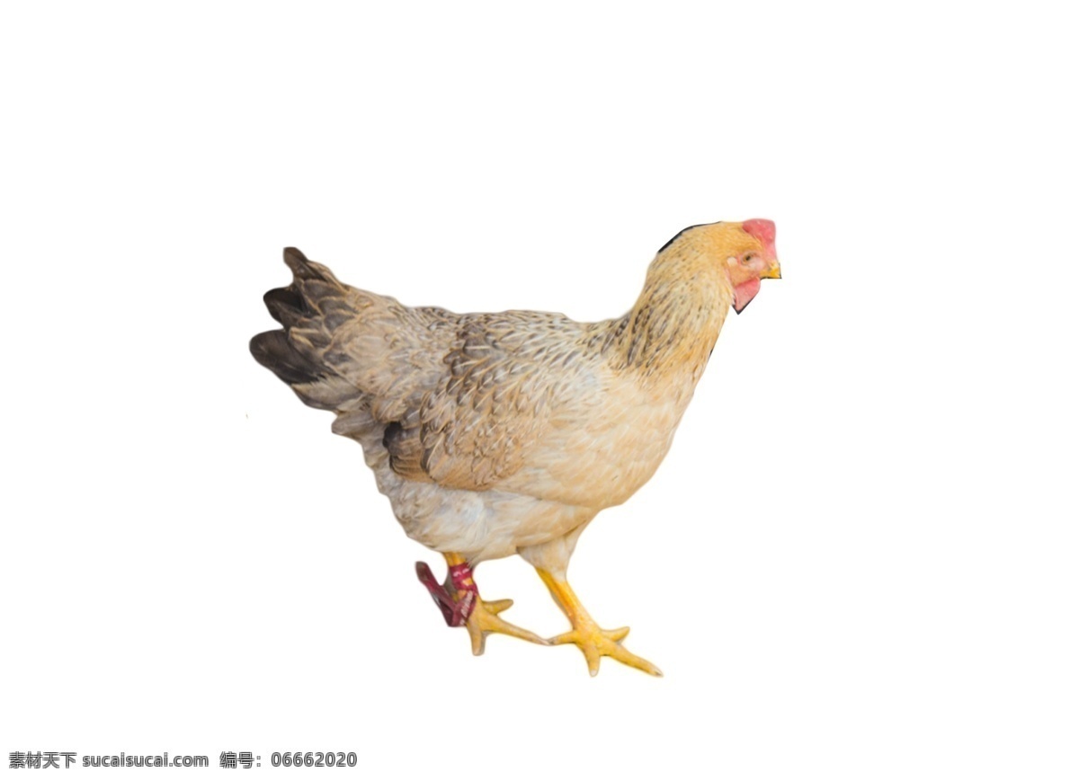 找 虫子 吃 下蛋 母鸡 家禽 动物 下蛋母鸡 敏捷 速度 自由自在 溜溜达达 踱来踱去 吃虫子和粮食 美食