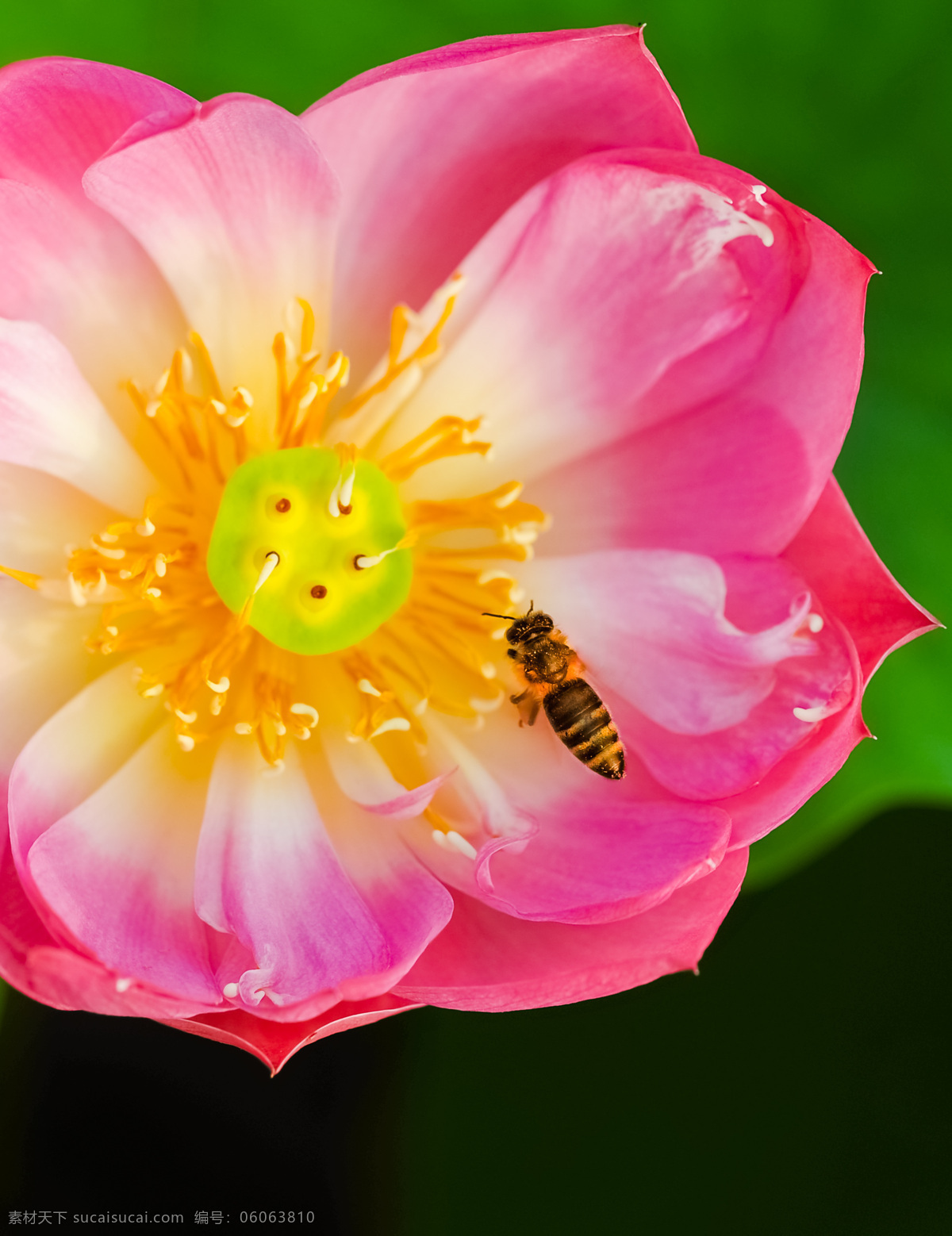 荷花蜜蜂 荷花 莲花 微距 荷叶 莲叶 蜜蜂 飞 红莲花 花草 生物世界
