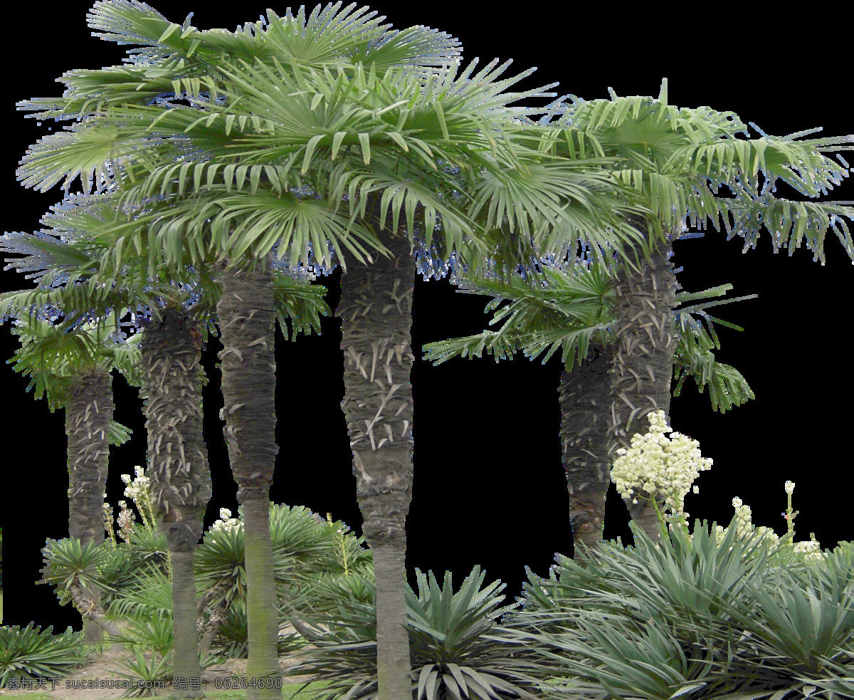 清新 绿色植物 椰子树 产品 实物 森林 植物 热带植物 度假 产品实物 海南