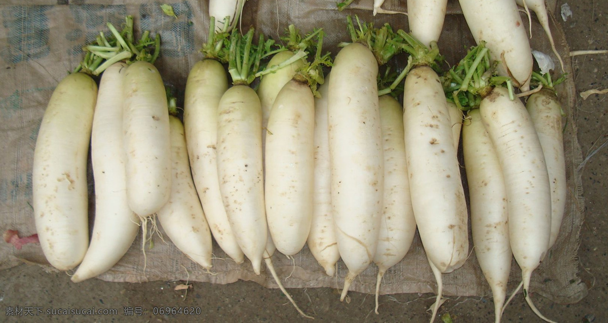 白萝卜 蔬菜 生鲜 生活百科 生活素材 摄影图库