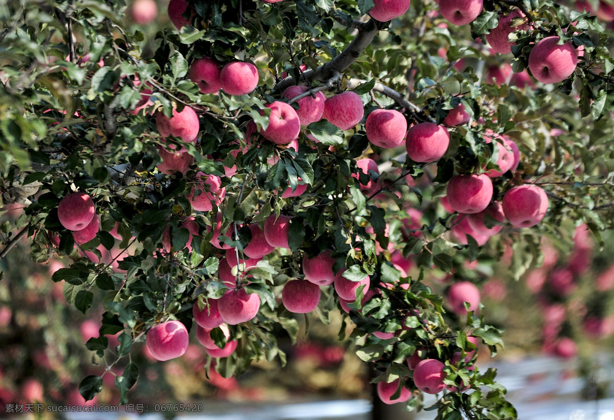 挂 树上 红彤彤 苹果 水果 树木 枝头 自然生物 生物世界