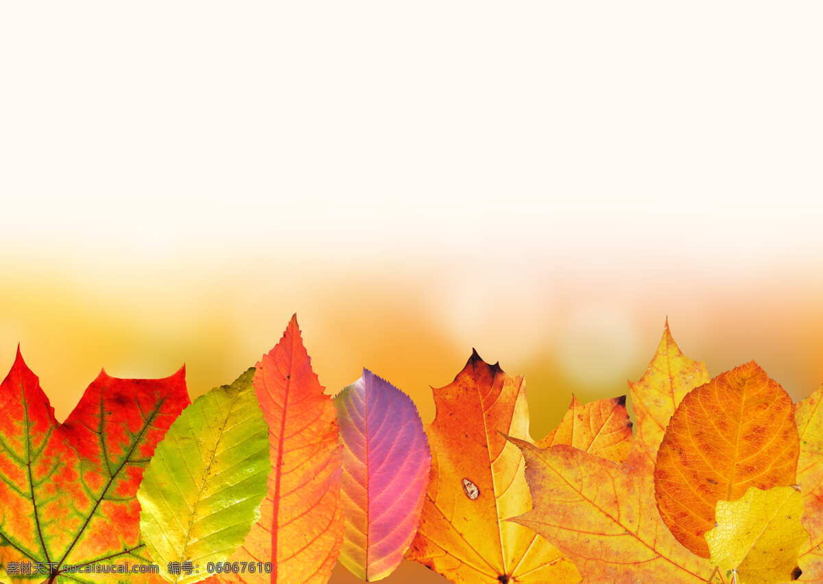 树叶 枫叶 秋天 叶子 多彩 秋天的落叶 秋天的颜色 金色的秋天 桤叶 山毛榉叶 以图形方式 课程 秋天的色彩 散景 基金 背景 叶 更改 多色 自然 专注于前景 户外 槭树 生物世界 花草