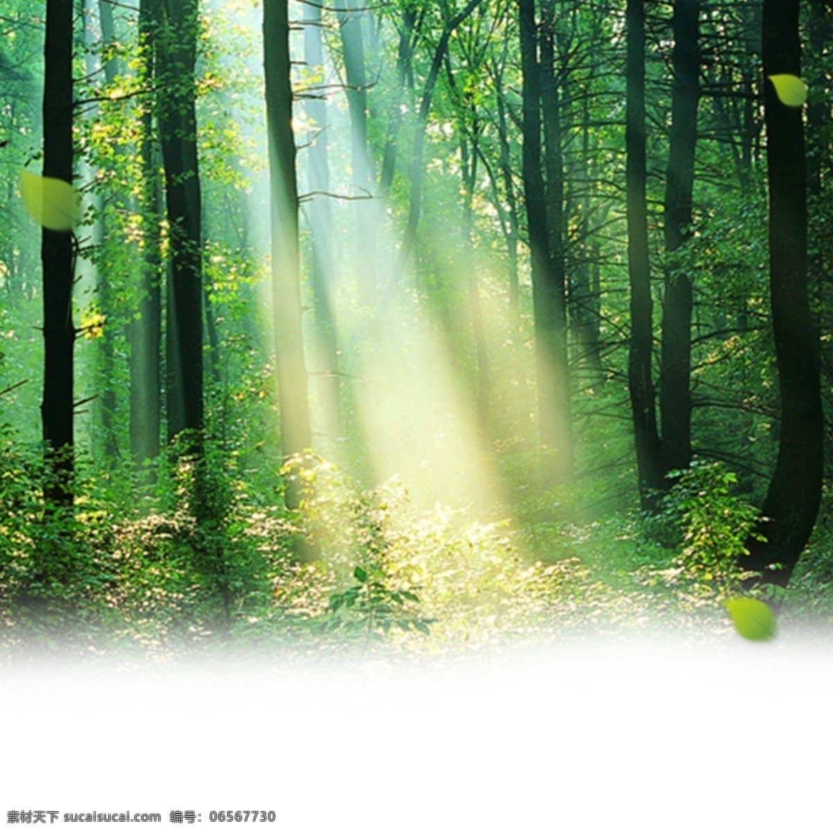 摄影首图 阳光 树林 白色