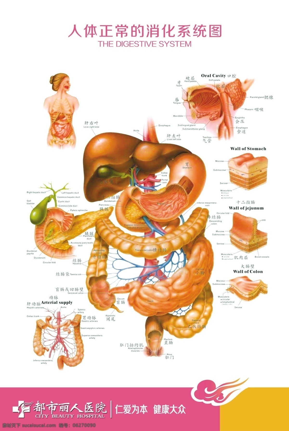人体 消化系统 图 正常 消化系统图 展板 医院展板设计