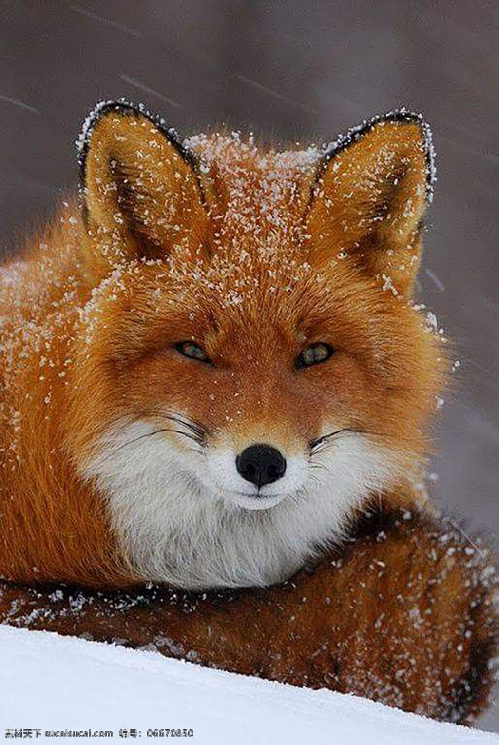 美丽的狐狸 北极狐 野生动物 保护野生动物 保护大自然 生物世界