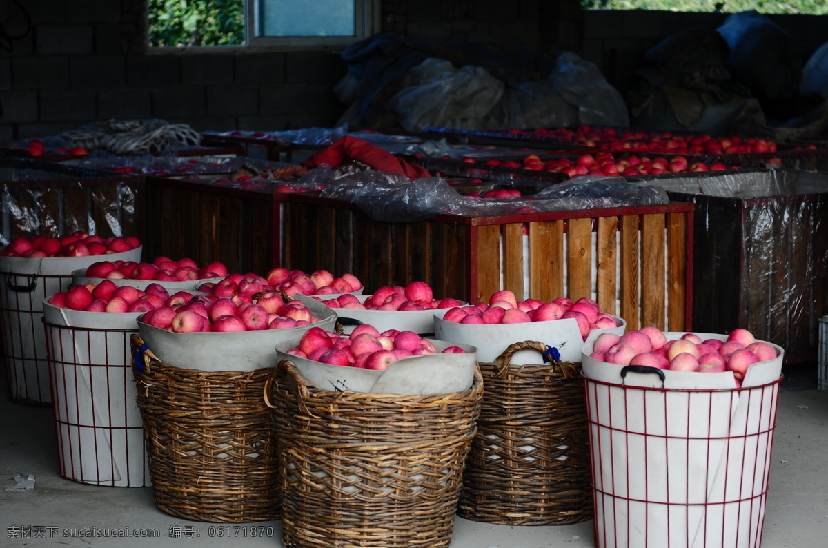 烟台苹果 苹果 红富士 水果 烟台 特产 生物世界